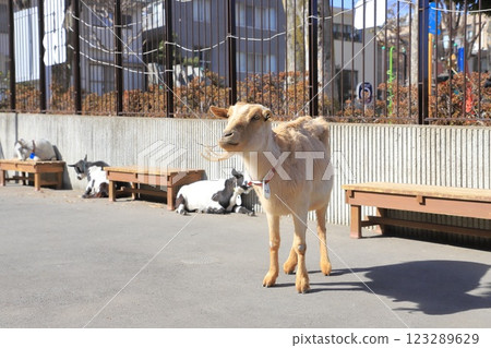 Itabashi City Children's Zoo, Higashi Itabashi Park 123289629