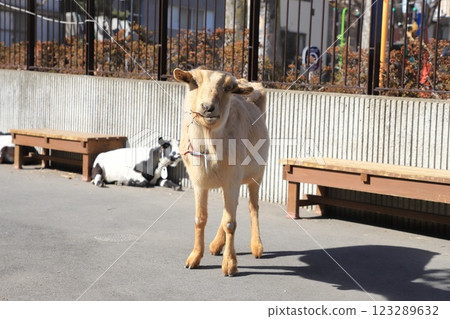 Itabashi City Children's Zoo, Higashi Itabashi Park 123289632