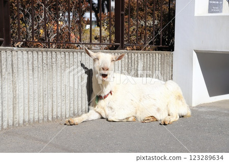 板橋區兒童動物園、東板橋公園 123289634