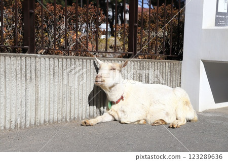 Itabashi City Children's Zoo, Higashi Itabashi Park 123289636