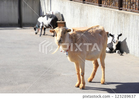 板橋區兒童動物園、東板橋公園 123289637