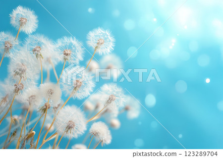 Beautiful dandelion fluff 123289704