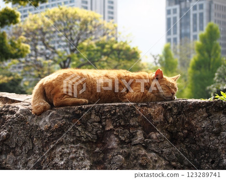 A cat to take a nap 123289741