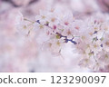 櫻花特寫，背景為淡櫻桃色 123290097