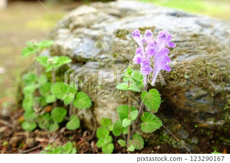 Small-leaved tatsunami grass clinging to a rock [Tsukui, Sagamihara City, April] 123290167