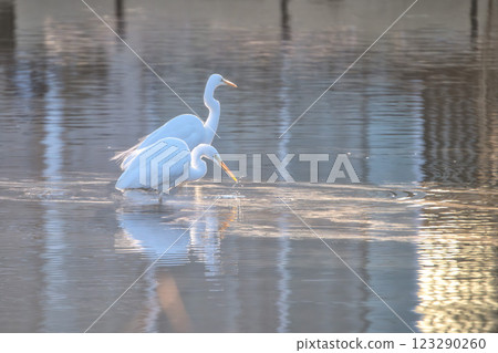日出時分站在千羽湖上的一隻蒼鷺 日出時分站在千羽湖上的一隻蒼鷺 123290260