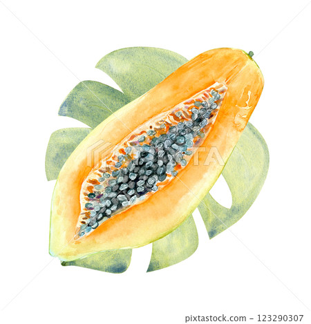 An open papaya on a leaf watercolor textured illustration isolated on white. The hand-painted tropical fruit clip art is perfect for culinary designs, labels, prints, cards, packages, menu, home decor An open papaya on a leaf watercolor textured illustration isolated on white. The hand-painted tropical fruit clip art is perfect for culinary designs, labels, prints, cards, packages, menu, home decor 123290307