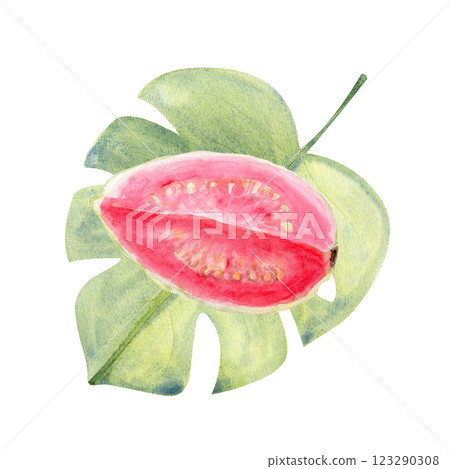 Ripe open pink guava piece on an exotic leaf watercolor illustration isolated on white. The hand-painted tropical fruit clip art is perfect for culinary designs, labels, prints, cards, packages, menu 123290308