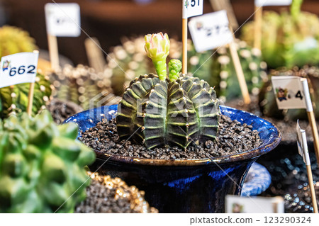 Cactus on sandy soil Cactus on sandy soil 123290324