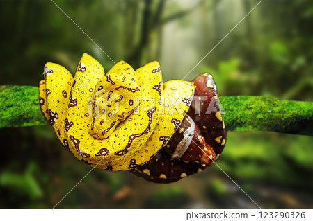 Tree python Tree python 123290326