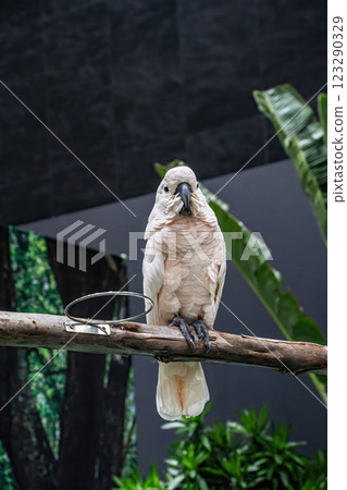 Cockatoo perched on a branch Cockatoo perched on a branch 123290329