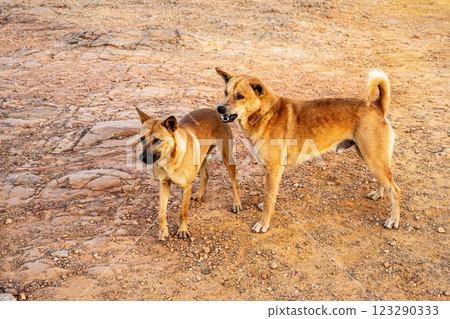 Tame dog Tame dog 123290333