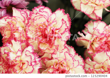white carnation with pink edging close-up 123290404