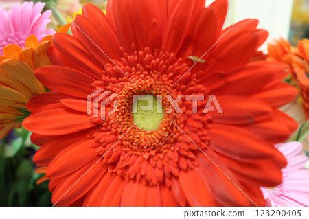 Orange Gerbera Close-Up 123290405