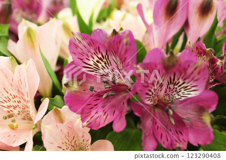 Alstroemeria psittacina pink close-up. Bouquet composition 123290408