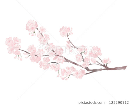 Beautiful blooming cherry blossom branch painted in watercolor Beautiful blooming cherry blossom branch painted in watercolor 123290512