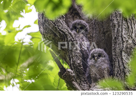 Ezo owl cub near fledging 123290535