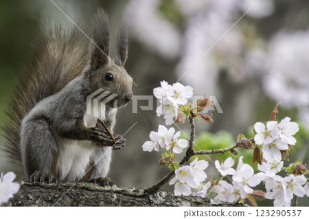 一隻北海道松鼠站在櫻花樹上 123290537