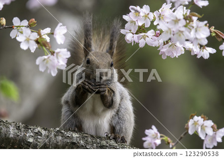 Ezolith to eat walnut Ezolith to eat walnut 123290538