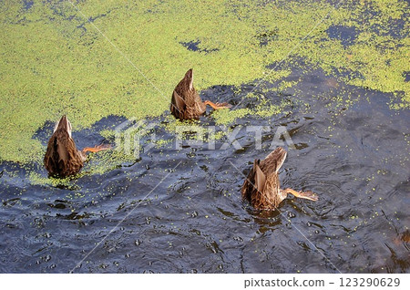 Diving Ducks in a Pond Diving Ducks in a Pond 123290629
