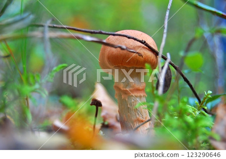 Orange-Capped Wild Mushroom in Green Forest 123290646