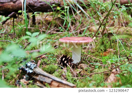 Russula Mushroom in a Mossy Forest 123290647