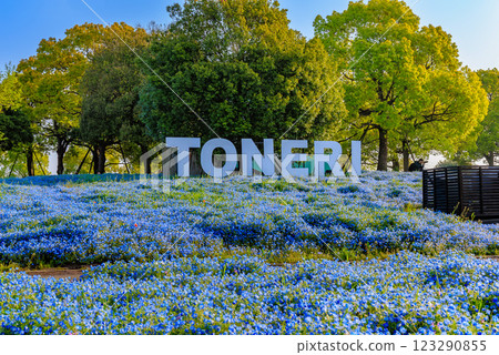 東京都足立區舍人公園的粉蝶花花壇（早晨） 123290855
