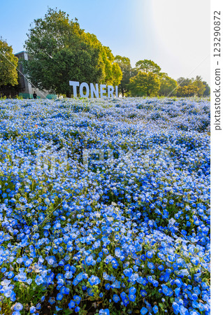 東京都足立區舍人公園的粉蝶花花壇（早晨） 123290872