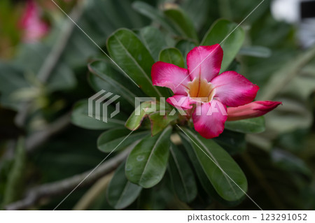 A close-up picture of a bright red flower. Desert Rose, adenium obesum, Japanese frangipani A close-up picture of a bright red flower. Desert Rose, adenium obesum, Japanese frangipani 123291052
