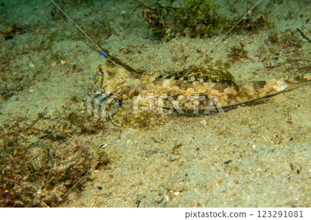 Fingered Dragonet a fish with two antennas that looks like something from a comics Fingered Dragonet a fish with two antennas that looks like something from a comics 123291081