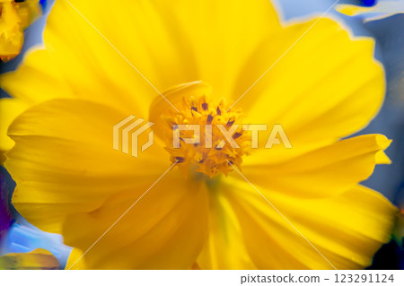 A super macro photo of a yellow Cosmos sulphureus from Luzon, Philippines. Close-up of stamen 123291124