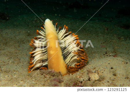 A sea pen at a tropical reef. This is an amazing example of a colony of animals working together 123291125