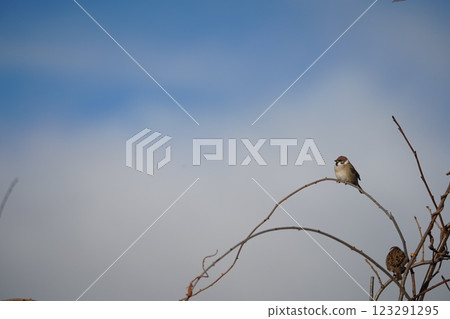 Winter sky and sparrow 123291295