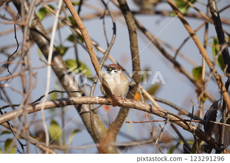 南蛇藤和麻雀 123291296