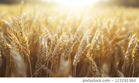 Golden wheat field under the bright sunshine. Ripe crops ready for harvest. Countryside landscape. Rich harvest. Farm field in summertime. Golden wheat field under the bright sunshine. Ripe crops ready for harvest. Countryside landscape. Rich harvest. Farm field in summertime. 123291368
