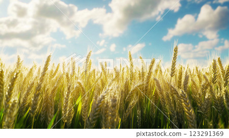 Golden wheat field swaying gently under a bright blue sky dotted with fluffy white clouds. A picturesque rural scene. Golden wheat field swaying gently under a bright blue sky dotted with fluffy white clouds. A picturesque rural scene. 123291369