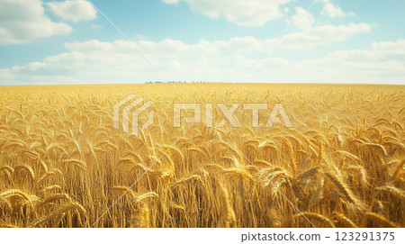 Golden wheat field under a bright blue sky with fluffy white clouds, creating a tranquil rural scene. Golden wheat field under a bright blue sky with fluffy white clouds, creating a tranquil rural scene. 123291375