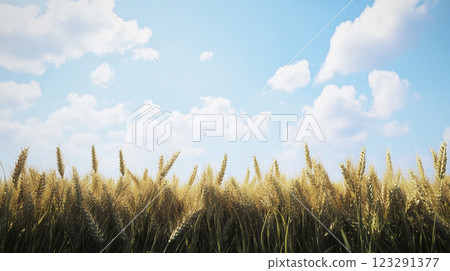 Golden wheat field under a serene sky. The crop is ripening, promising a bountiful harvest on a bright, sunny day. Golden wheat field under a serene sky. The crop is ripening, promising a bountiful harvest on a bright, sunny day. 123291377