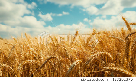 Golden wheat field sways gently under a bright blue sky dotted with fluffy clouds. The sun-kissed grains promise a bountiful harvest. 123291379