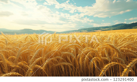 Golden wheat field under a bright blue sky with fluffy white clouds and distant hills. Summer harvest ready for collection. Golden wheat field under a bright blue sky with fluffy white clouds and distant hills. Summer harvest ready for collection. 123291400