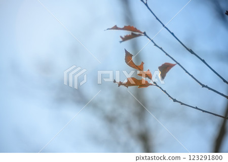 Autumn forest Autumn forest 123291800