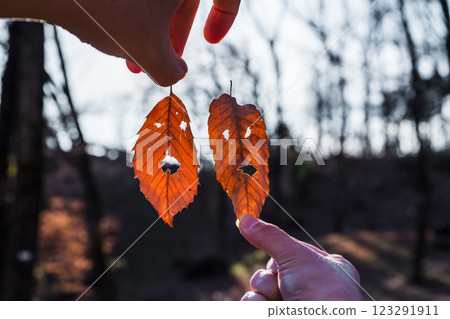 ,Fallen Leaf Face 123291911