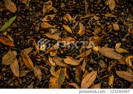 Dead leaves 123292067