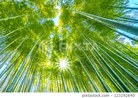 日本橫濱城市景觀：綠色與黃色的融合…竹林與陽光透過…一線希望…= 2025 年 2 月 25 日，橫濱 123292640