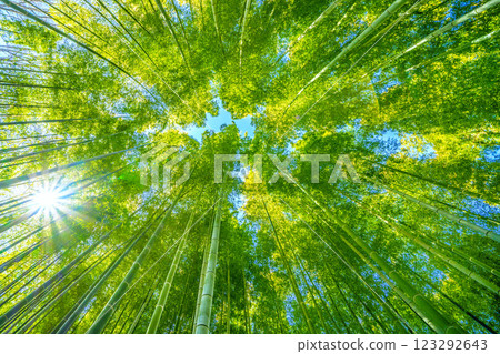 Yokohama cityscape in Japan: A collaboration of green and yellow...bamboo forest and sunlight shining through...a ray of hope... = February 25, 2025, Yokohama 123292643