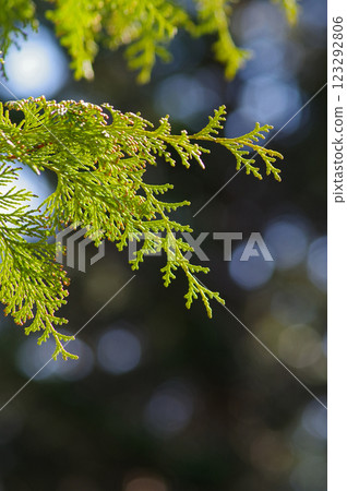 [Hay fever image] Cypress before pollen dispersion 123292806