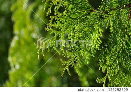 [Hay fever image] Cypress before pollen dispersion 123292809