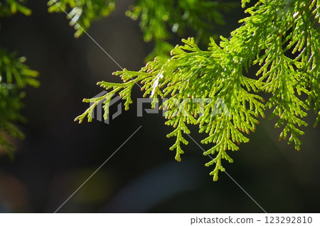 [Hay fever image] Cypress before pollen dispersion 123292810