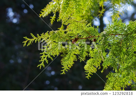 [Hay fever image] Cypress before pollen dispersion 123292818