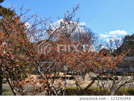 金縷梅‘埃琳娜’盛開！ 123292848